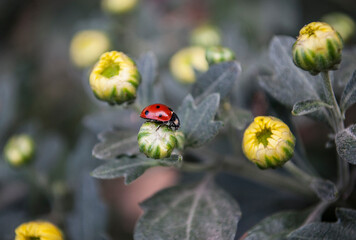 ladybug on chrysanthemum flower in nature garden