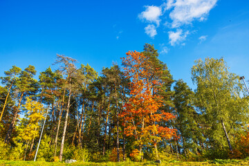 Close-up view of tall trees with green and golden autumn foliage against bright blue sky.