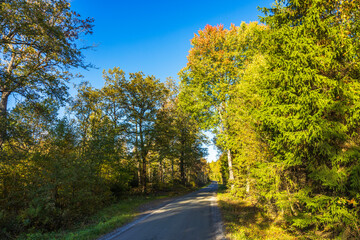 Obraz premium Serene rural road surrounded by autumn trees with green, yellow, and red leaves under clear blue sky. Sweden.