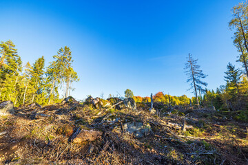 Clear-cut forest area with fallen trees, stumps, and rocks under blue sky in autumn, showing...