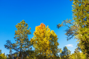 Close-up view of autumn trees with vibrant yellow leaves against clear blue sky in forest landscape. Sweden.