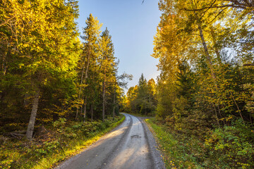 Autumn forest road winding through trees with sunlight shining through branches under clear sky.