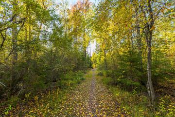 Footpath covered with autumn leaves leading into dense forest, surrounded by green and yellow foliage under bright sunlight. Sweden.