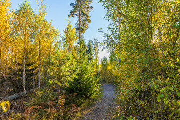 Autumn forest trail with vibrant yellow and green foliage under clear blue sky, surrounded by tall trees and scattered sunlight. Sweden.