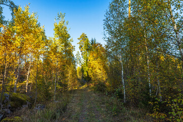 Obraz premium Forest path surrounded by golden autumn trees and greenery under clear blue sky in peaceful woodland setting. Sweden.
