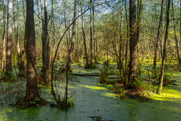Obraz premium The nature reserve on the path along the Alster, with its flooded wetlands, forms a unique biotope within the city of Hamburg on the upper reaches of the Alster river