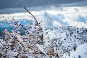 Frost-Covered Branches Against a Snowy Mountain Backdrop