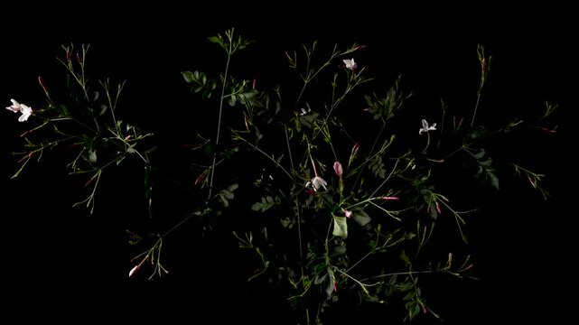 Jasmine flowers opening