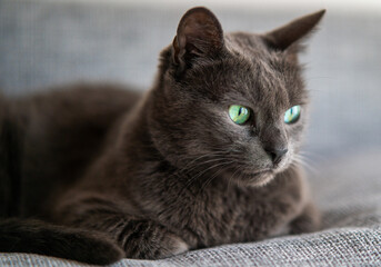 Szary kot domowy z niebiesko-zielonymi oczami. © Michal Lech