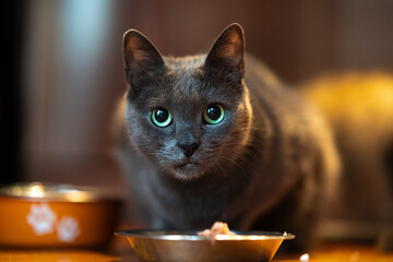 Szary kot domowy z niebiesko-zielonymi oczami. © Michal Lech