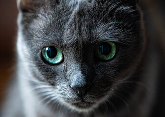 Szary kot domowy z niebiesko-zielonymi oczami. © Michal Lech