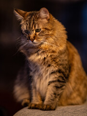 Obraz premium Półdziki, bezogonowy, kot rasy pixie-bob. Zbliżenie na pysk.