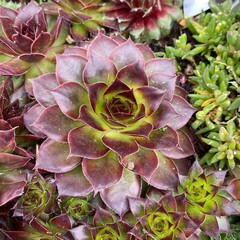 Closeup of a beautiful burgundy and green Sempervivum succulent plant
