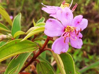 pink and yellow flowers,Affine melastoma or known as karamunting fruit or also called Amusisin fruit. This fruit is a type of typical Dayak berry, very often found in forests or in swampy areas