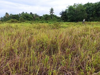 Lush green landscape with tall grass and trees under a cloudy sky in a tranquil area during daytime