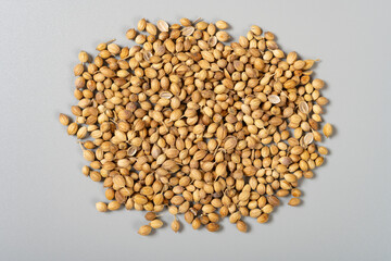 top view herb XiangCaiZi or HuSuiZi or Fructus Coriandri or Coriander Fruit