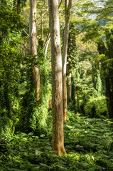 Sandalwood Trees Growing in the Hawaiian Rainforest.