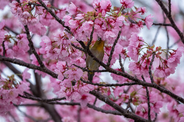 桜の花の中にいるメジロ