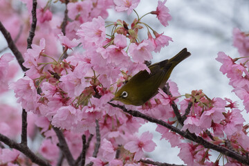 桜の花に止まるメジロのクローズアップ