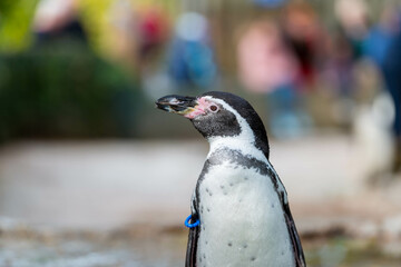 A Humboldt penguin at a zoo or aquarium, looks to the side, its black and white plumage and pink-tinged beak on display against a blurred background of visitors.