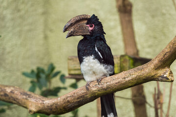 A black and white bird with a large curved beak, perched on a branch.