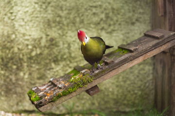 A Red-capped Coua, a vibrant bird with green plumage, a white face, and a striking red cap, looks down from its perch on a mossy wooden plank.