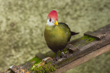 A Red-capped Coua, with its vibrant green plumage, white face, and distinctive red cap, perches on a mossy wooden plank.