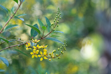 A Galphimia bush in bloom in a summer garden.