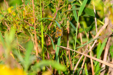 A Pearl Cresent Butterfly at Lake Erie Metropark, in Brownstown Charter Township, Michigan.