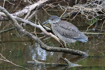 A juvenile yellow crowned night heron in shallow water