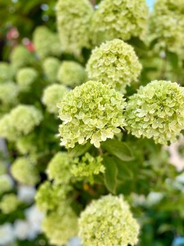 Light green flowers of 'Little Lime' hydrangea paniculata shrub