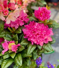 Closeup of beautiful dark pink flower of 'Rocket' rhododendron shrub
