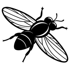 illustration of a fly  on white background