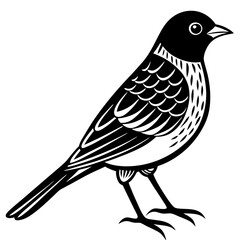 bird on a white background