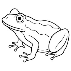 frog on white background.