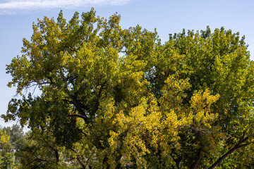 tree in the field