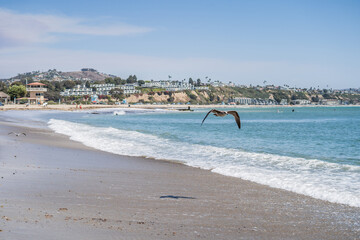 Bird Flying Over Local Beach California Seagull Portrait