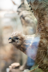 Taxidermy on Glass Display Bird Beak Open