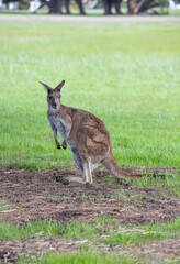 Cute wallaby kangaroo is grazing on a green meadow among flowers in Australia, wildlife and beauty in nature