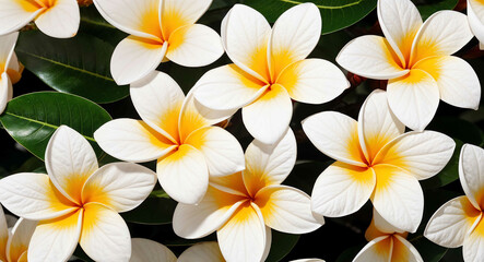 White plumeria flowers background