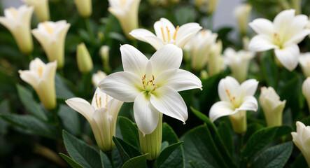 Obraz premium White stephanotis flowers background