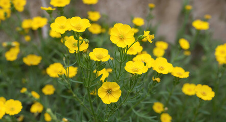 Yellow wallflower flowers background