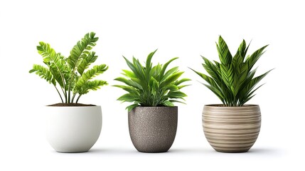Obraz premium A modern indoor plant isolated against a clean white background, showcasing its lush green leaves and contemporary aesthetic. This minimalist presentation highlights the plant's natural beauty, 
