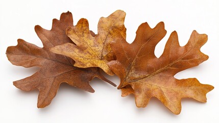 Naklejka premium A close-up view of vibrant oak leaves, showcasing their distinct lobed shape and rich green hues. The image captures the intricate details of the leaf veins and the texture,