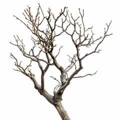 Photo Bare Tree Branches On White Background