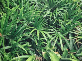 Obraz premium Beautiful of green tropical leaves plant background or texture