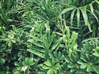 Beautiful of green tropical leaves plant background or texture