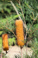 Banksia spinulosa is bloom in early spring. A golden yellow flower on an Australian native plant