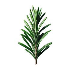 Fototapeta premium Fresh Rosemary Herb on White Background