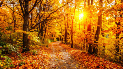 Obraz premium autumn in the forest. forest, autumn, fall, tree, nature, trees, landscape, park, leaves, leaf, path, foliage, season, wood, woods, yellow, color, sun, sky, woodland, october, light, green, colorful, 